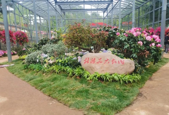 4月1日井岡山映山紅霞景區(qū)開園！萬畝杜鵑花海等你來打卡，附賞花攻略與常見問題